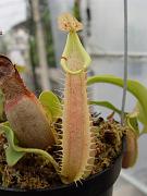 Nepenthes veitchii lowland x highland var. striped